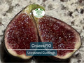 Fig Tree Unrooted Cutting 6-8 Inches Crozes Cold Hardy Propagation Fruit Tree