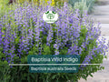 50 Seeds BAPTISIA Wild Indigo Blue Flowers Perennial Native Pollinator Plant Baptisia australis