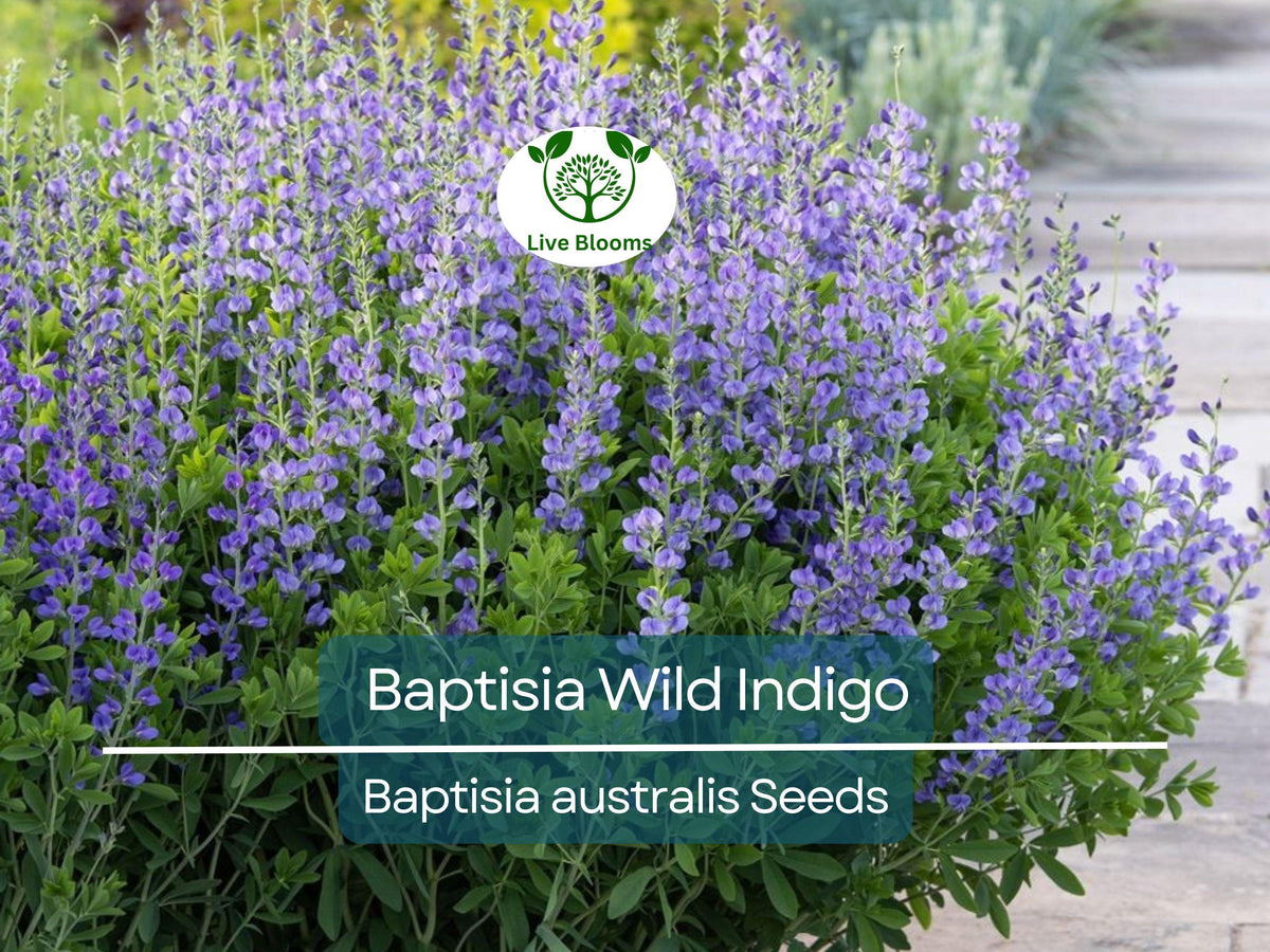 50 Seeds BAPTISIA Wild Indigo Blue Flowers Perennial Native Pollinator Plant Baptisia australis