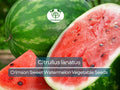 Watermelon Seeds 2g Crimson Sweet Heirloom Citrullus lanatus for Planting, Juicy, Sweet Fruit, Disease-Resistant