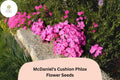 100+ McDaniel’s Cushion Phlox Seeds – Creeping Groundcover Flowers, Pink Phlox subulata for Borders, Rock Gardens & Slopes