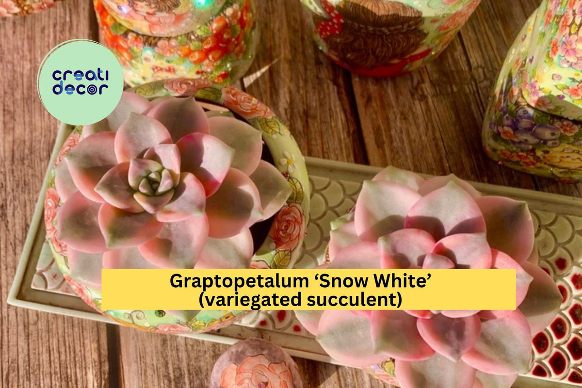 Variegated Graptopetalum ‘Snow White’ Succulent – Bare Root Indoor Plant, Easy-Care, Green and White Rosette, Gift-Ready