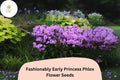 100+ Princess Phlox Seeds - Perennial Pink Flower Seeds for Garden, Borders & Cut Flowers | Phlox paniculata