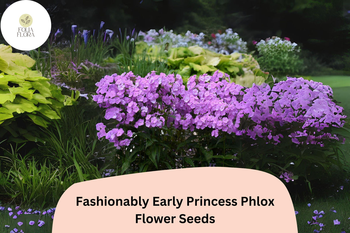 100+ Princess Phlox Seeds - Perennial Pink Flower Seeds for Garden, Borders & Cut Flowers | Phlox paniculata