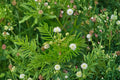 Illinois Bundleflower Seeds – Native Prairie Wildflower, Pollinator & Nitrogen-Fixing Plant, Desmanthus illinoensis, 50 Seeds