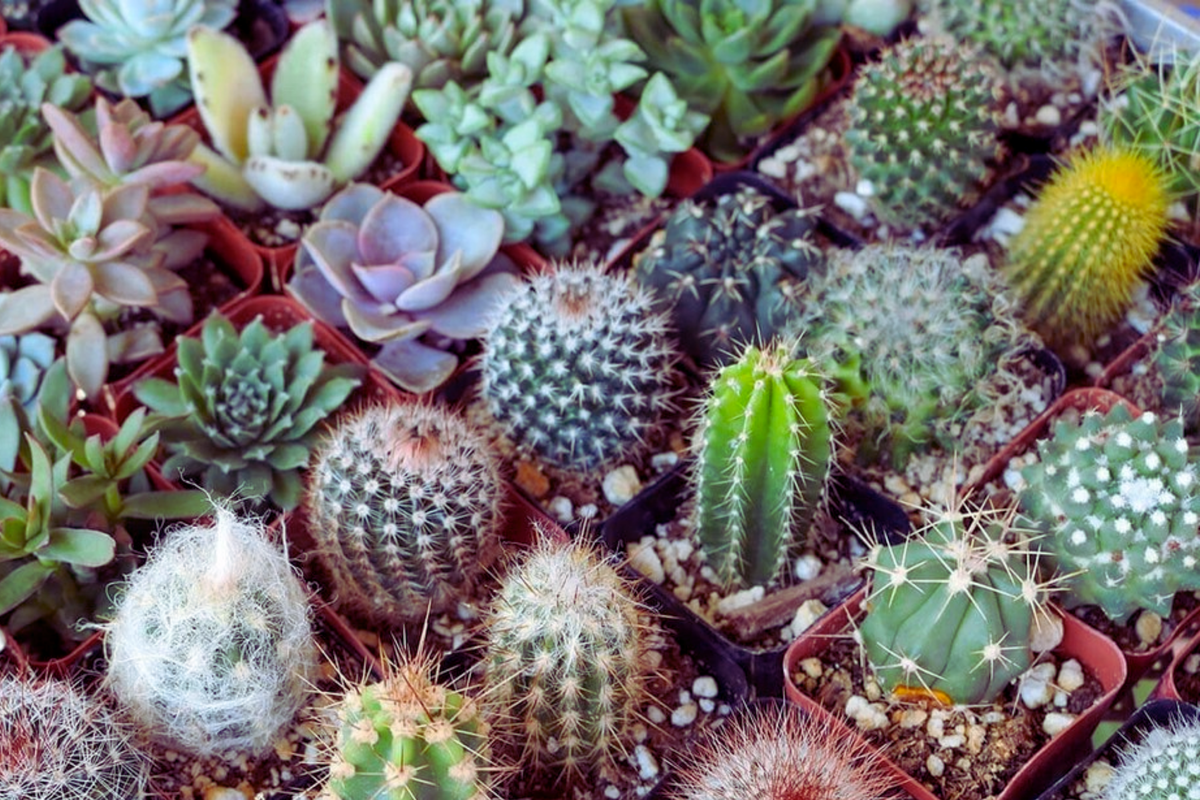 100 PCS Mixed Succulent Cactus Seeds for Home Garden, Air-Purifying Perennial Plants, Aizoaceae, Indoor & Outdoor Gardening