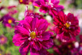 Double Click Cranberries Cosmos Seeds - Heirloom Cosmos bipinnatus, Pollinator-Friendly Cut Flowers, USA Grown, Drought Tolerant, Full Sun