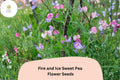 Fire and Ice Sweet Pea Seeds | Bicolor Red Purple Flowers | Lathyrus odoratus Climbing Vine for Garden, Trellis & Fence