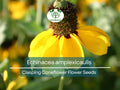 200 Seeds Clasping Coneflower Echinacea amplexicaulis - Pollinator-Attracting Hardy Perennial Wildflower
