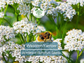 Western Yarrow Seeds – Achillea millefolium, White Perennial Flowers for Xeriscaping, Pollinator Garden, Drought Tolerant, Non-GMO