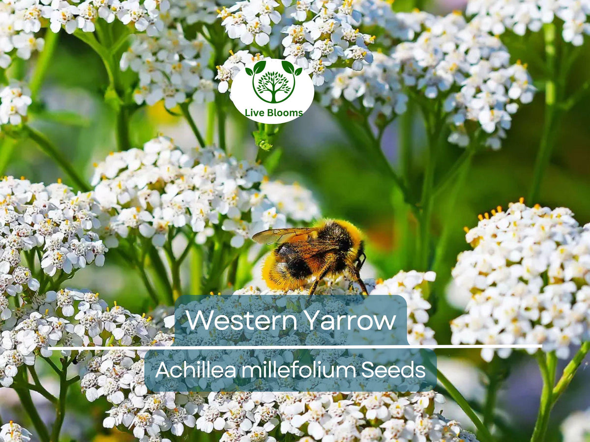 Western Yarrow Seeds – Achillea millefolium, White Perennial Flowers for Xeriscaping, Pollinator Garden, Drought Tolerant, Non-GMO
