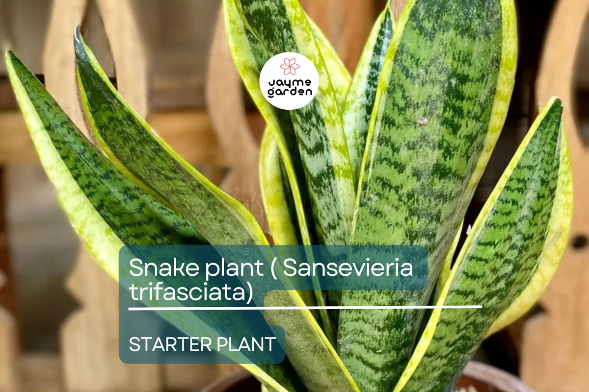 Snake Plant Starter – Indoor Air-Purifying Sansevieria trifasciata with Upright Green Leaves, Easy Care Houseplant