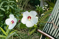 Dwarf White Rose Mallow Seeds, Hibiscus moscheutos, Perennial Flowering Plant, Pollinator Garden, 40 Seeds