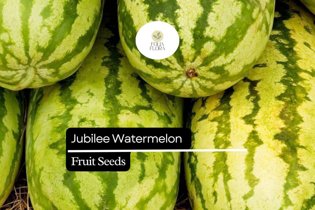 Jubilee Watermelon Seeds – Heirloom, Sweet & Juicy, Green-Striped Rind, Citrullus lanatus, Summer Fruit Plant
