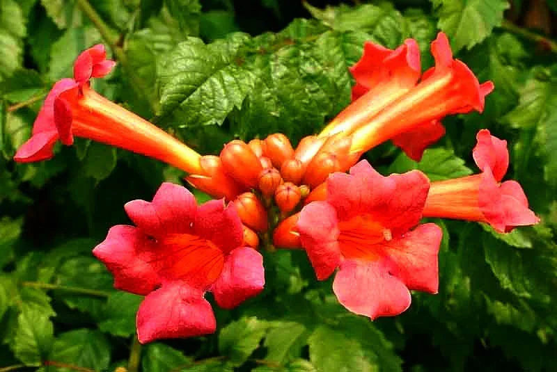 18 Red Trumpet Vine Cuttings – Campsis radicans Live Perennial Vines for Pollinator Gardens