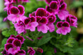Martha Washington Geranium Seeds – Pelargonium domesticum, Vibrant Blooms, Container & Garden Flowers, USA Grown, Heirloom, Long-Lasting Color