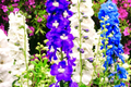 Dwarf Hyacinth Ajacis Larkspur Seeds – Mixed Colors, Early Blooming Annual Flower, Consolida ajacis, 80 PCS