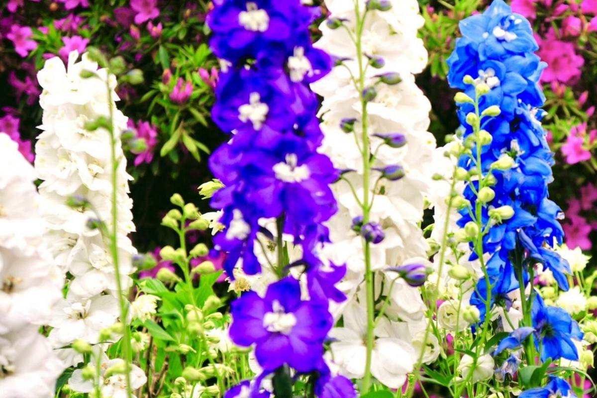 Dwarf Hyacinth Ajacis Larkspur Seeds – Mixed Colors, Early Blooming Annual Flower, Consolida ajacis, 80 PCS