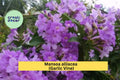 Garlic Vine Plant – Mansoa alliacea – Semi-Tropical Flowering Vine with Purple Trumpet Blooms