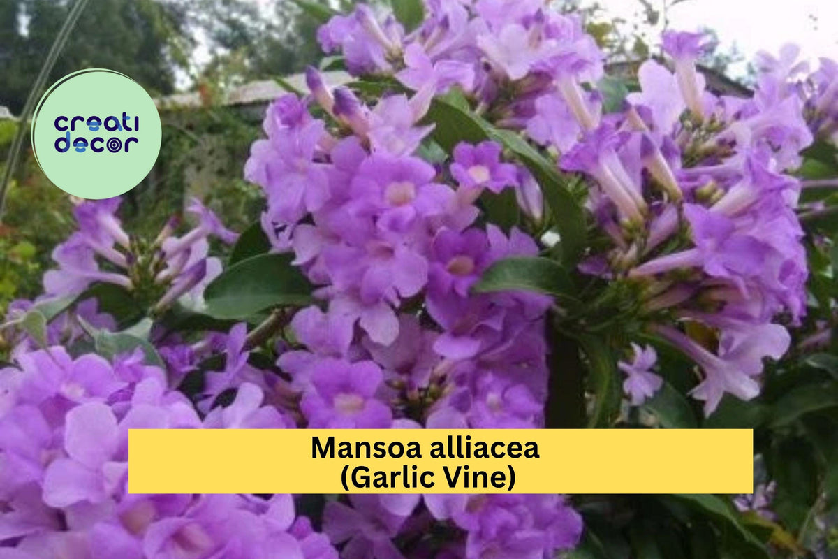 Garlic Vine Plant – Mansoa alliacea – Semi-Tropical Flowering Vine with Purple Trumpet Blooms