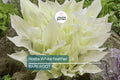 Rare White Feather Hosta Live Bare Root Perennial – Shade-Loving Plant with Unique White Foliage, Cold Hardy USDA Zones 3-9
