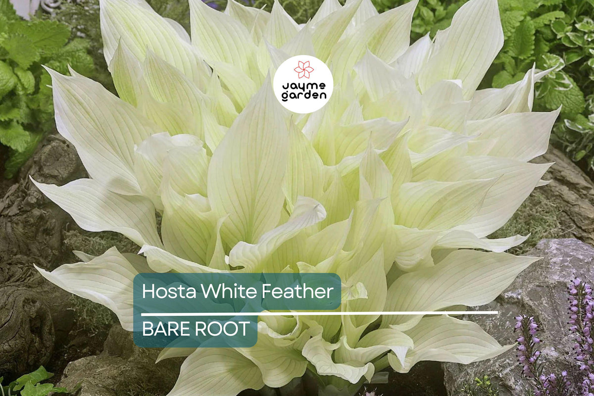 Rare White Feather Hosta Live Bare Root Perennial – Shade-Loving Plant with Unique White Foliage, Cold Hardy USDA Zones 3-9