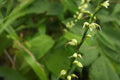 15 Woodland Knotweed Seeds – Persicaria virginiana – Native Shade Wildflower & Pollinator Plant