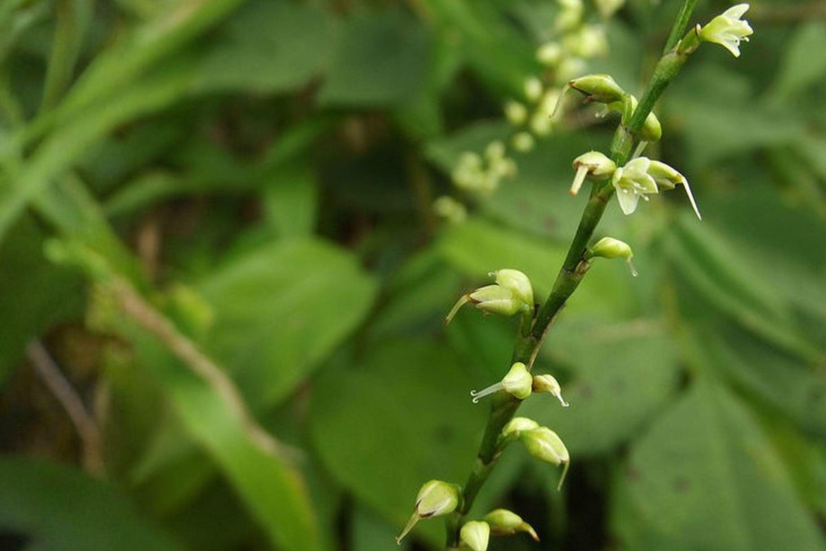 15 Woodland Knotweed Seeds – Persicaria virginiana – Native Shade Wildflower & Pollinator Plant