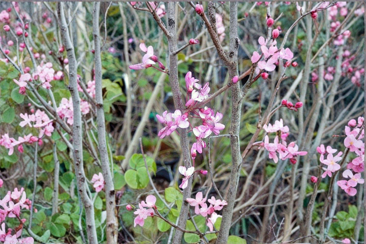 Giant Redbud Seeds | Cercis gigantea | Rare Ornamental Flowering Tree with Pink Blossoms & Heart-Shaped Leaves