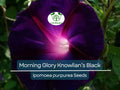 Morning Glory Seeds ‘Knowlian’s Black’ – Ipomoea purpurea – Deep Purple-Black Climbing Vine, Non-GMO, Hummingbird & Butterfly Favorite