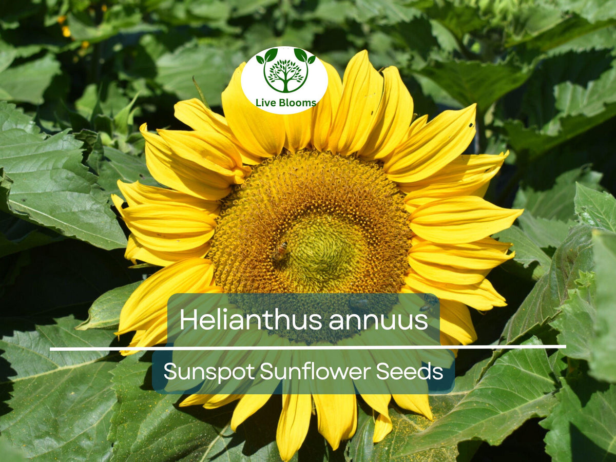 Sunspot Sunflower Seeds 1g Dwarf Bright Yellow Blooms Pollinator Magnet for Gardens & Containers