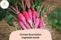 Chinese Rose Radish Seeds – Heirloom Winter Radish, Raphanus sativus var. longipinnatus, Pink Roots, Crisp Flesh, Non-GMO, 500+ Seeds