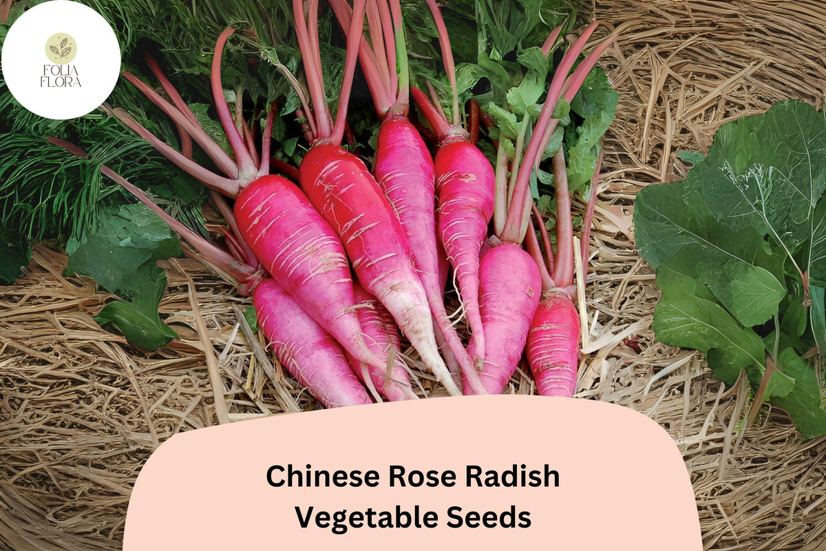 Chinese Rose Radish Seeds – Heirloom Winter Radish, Raphanus sativus var. longipinnatus, Pink Roots, Crisp Flesh, Non-GMO, 500+ Seeds
