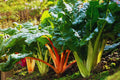 Red Swiss Chard Seeds, Non-GMO Vegetable Garden Seeds, Beta vulgaris subsp. vulgaris, Pack of 100 Seeds