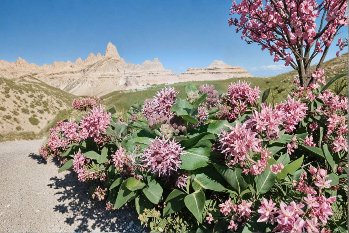 Showy Milkweed Seeds | Native Wildflower for Pollinators & Monarchs | Asclepias speciosa | 15 Seeds