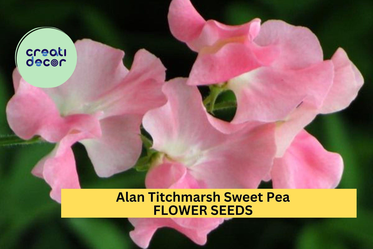 50+ Alan Titchmarsh Sweet Pea Seeds – Fragrant Lavender-Blue Climbing Vines for Trellises & Gardens – Lathyrus odoratus
