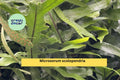 Hawaiian Laua’e Fern Rhizome | Microsorum scolopendria Live Tropical Fern Root | Shade Garden Groundcover Plant