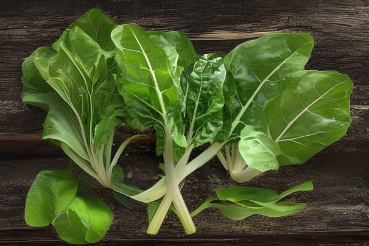 Swiss Chard Fordhook Seeds | Heirloom Vegetable, Green Leaves & White Stalks, Beta vulgaris subsp. cicla