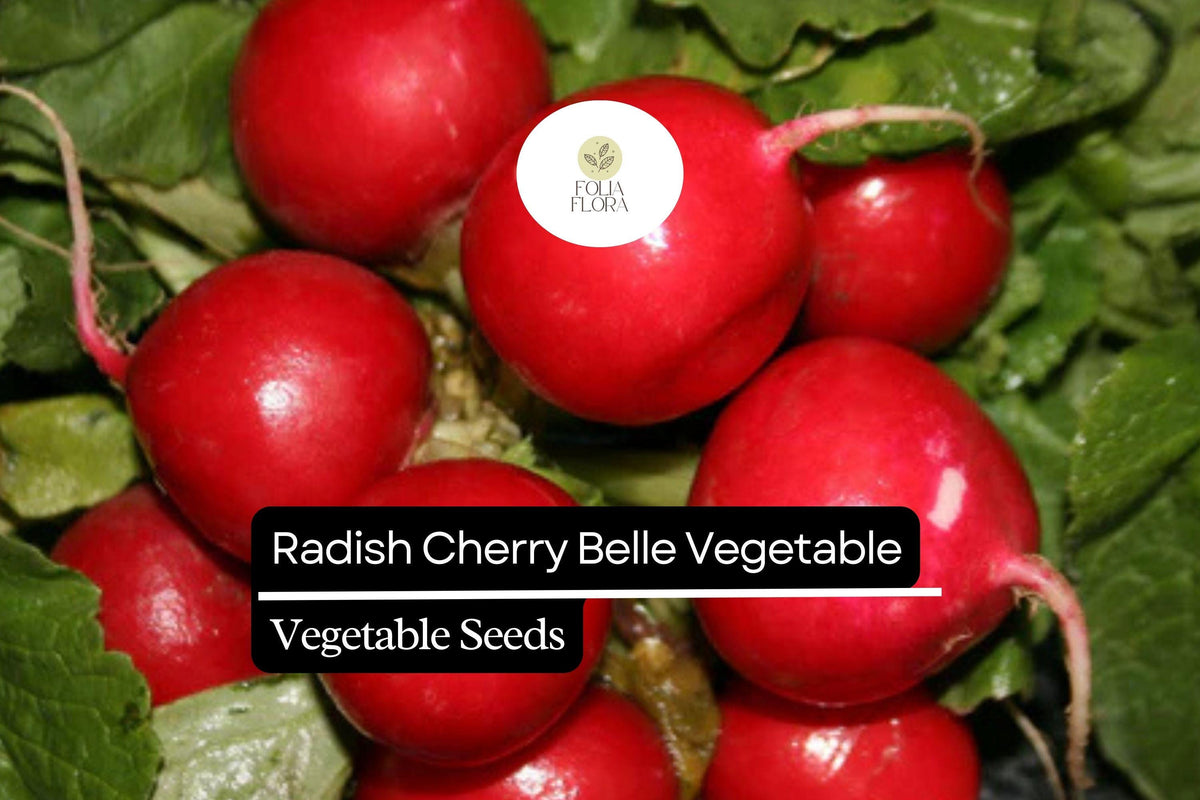 200 Cherry Belle Radish Seeds | Raphanus sativus | Quick-Growing, Crunchy Red Radishes for Salad & Snacks