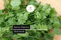100 Seeds Santo Cilantro Herb Seeds - Coriandrum sativum, Aromatic, Bolt-Resistant, Culinary Herb for Salsas, Salads & Garnishes