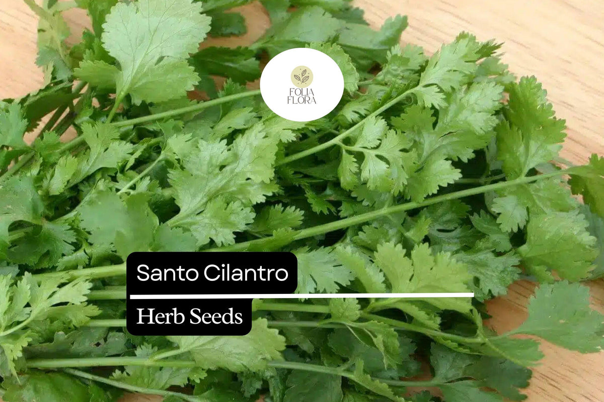 100 Seeds Santo Cilantro Herb Seeds - Coriandrum sativum, Aromatic, Bolt-Resistant, Culinary Herb for Salsas, Salads & Garnishes
