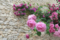 Madame Caroline Testout Rose Cuttings, 6-8" Unrooted Pink Hybrid Tea Rose, Rosa ‘Madame Caroline Testout’ for Garden Propagation