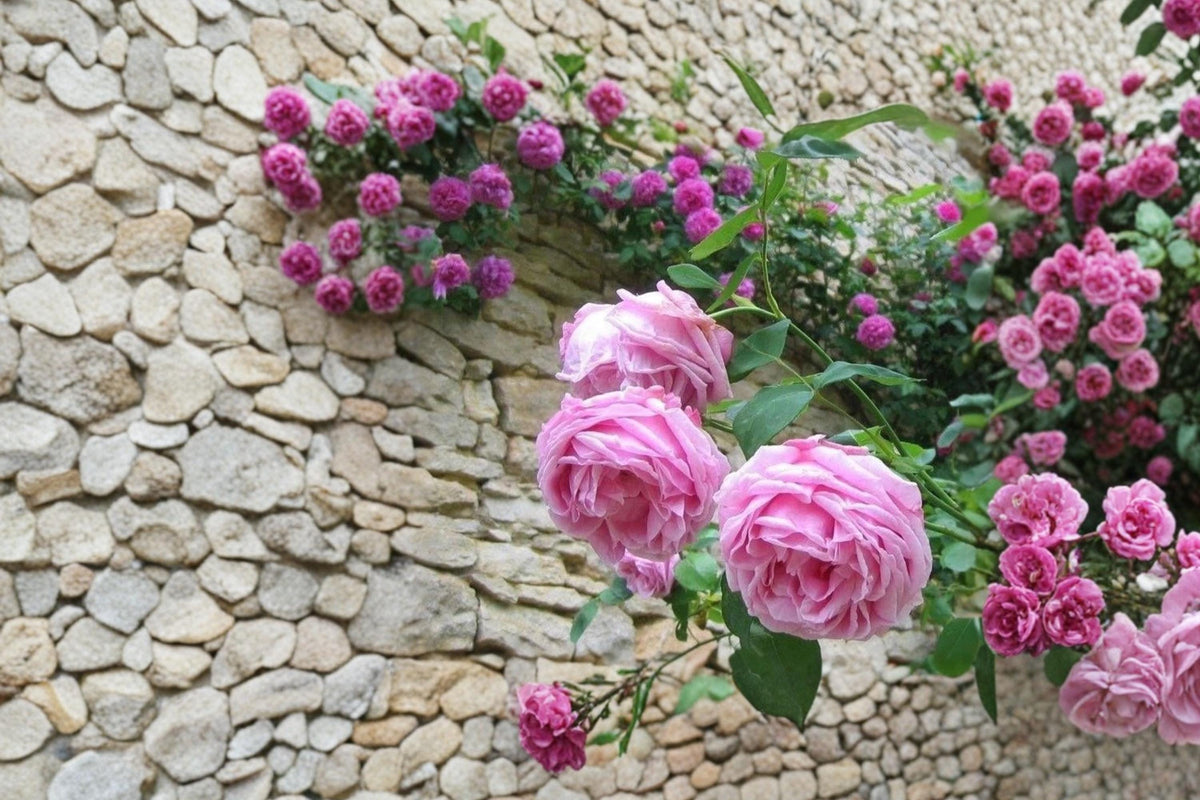Madame Caroline Testout Rose Cuttings, 6-8" Unrooted Pink Hybrid Tea Rose, Rosa ‘Madame Caroline Testout’ for Garden Propagation