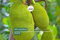 Red Jackfruit Seeds – Tropical Artocarpus heterophyllus, High Germination, Exotic Fruit Tree Seeds for Growing