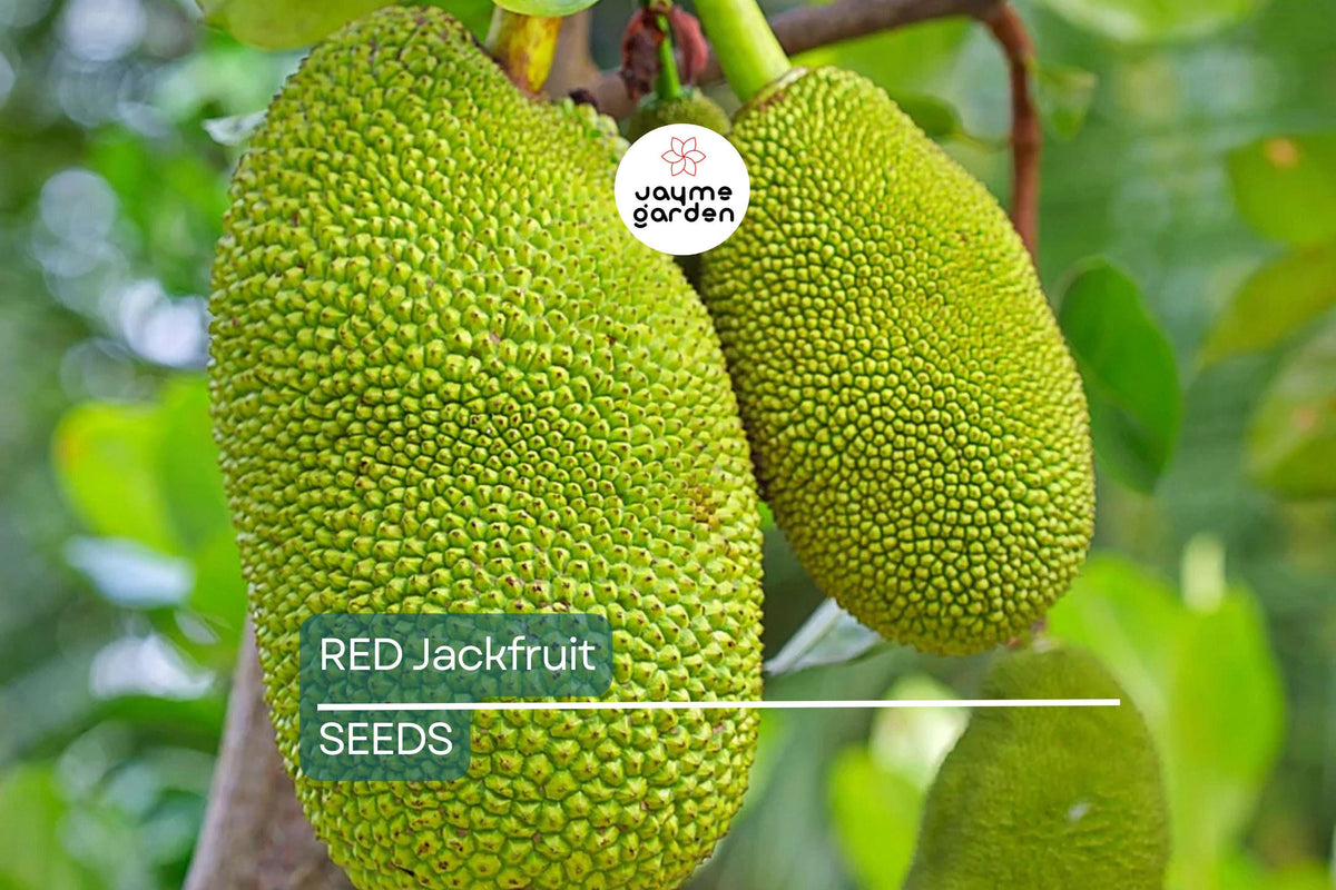 Red Jackfruit Seeds – Tropical Artocarpus heterophyllus, High Germination, Exotic Fruit Tree Seeds for Growing