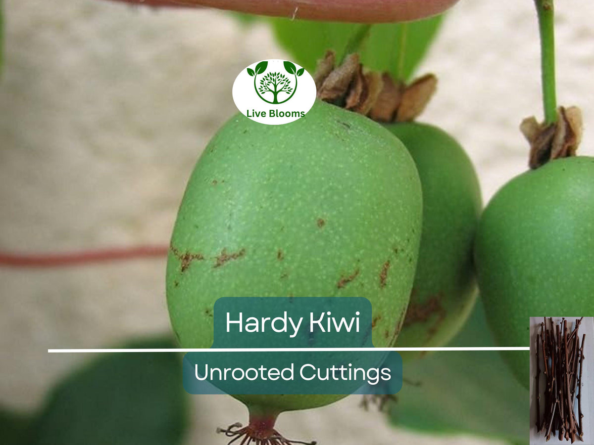 Hardy Kiwi Cuttings – Organic Female Actinidia arguta Geneva – Unrooted, Cold-Hardy Fruit Plant for Vertical Gardening
