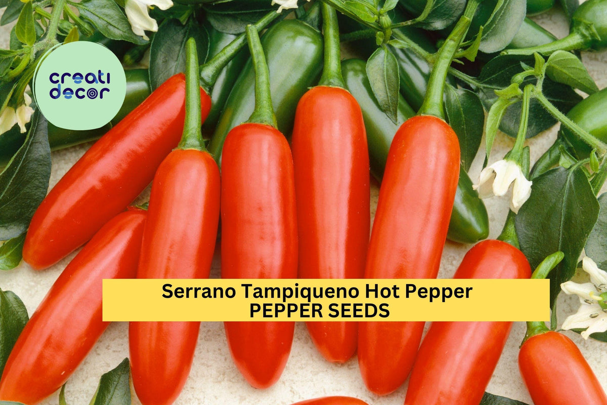 3pcs Serrano Tampiqueno Hot Pepper Seeds – Heirloom Capsicum annuum for Spicy Salsa, Pickling & Cooking