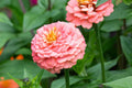 Oklahoma Salmon Zinnia Seeds – 100+ Heirloom Flower Seeds, Pollinator-Friendly, Cut Flowers, Zinnia elegans, Full Sun, USA Grown