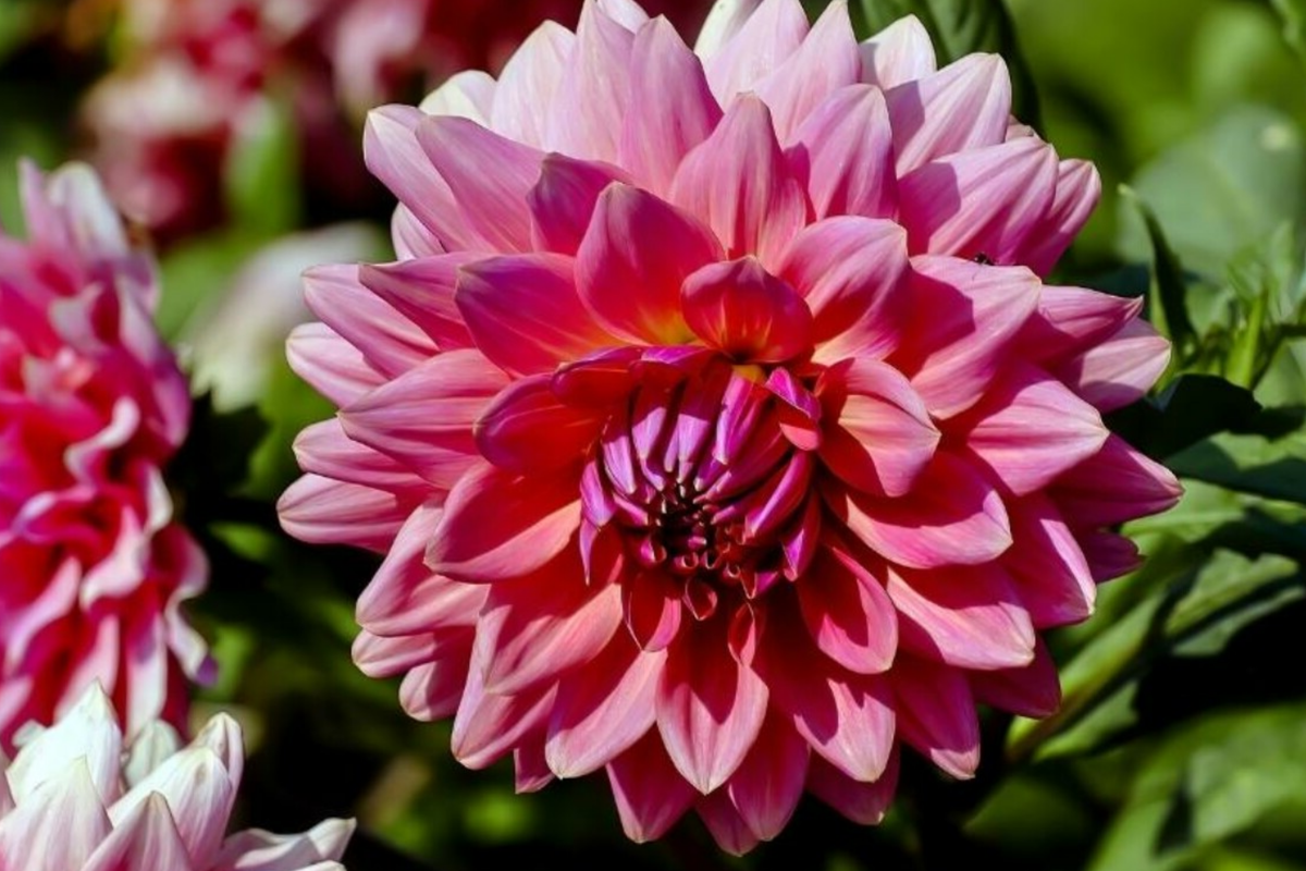 Dahlia Seeds 8 Pack Black Beauty Dark Mahogany Red Flowers Dahlia pinnata Annual Garden Plant
