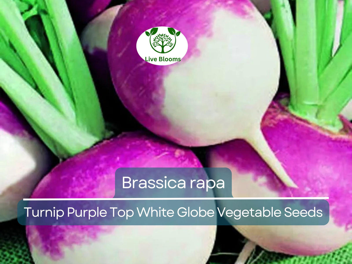 Purple Top White Globe Turnip Seeds - Brassica rapa, Heirloom Vegetable for Gardening & Fresh Root Harvest